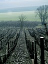 Hiver. La vigne des quatre saisons Morogues. Photo Nathalie Poupard.