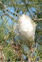 Gare à la chenille processionnaire !