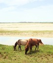 Poneys sauvages.