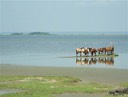 Poneys pieds dans l'eau, à distance des moustiques.