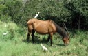 Toilette d'un cheval par les ibis.