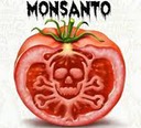 tomate-monsanto