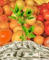 tomates-dollars-200